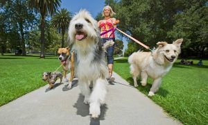 passeios com cães