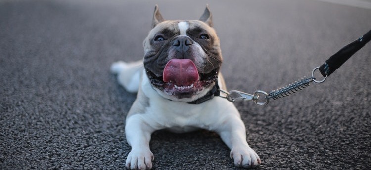 Cachorro feliz com a lingua de fora